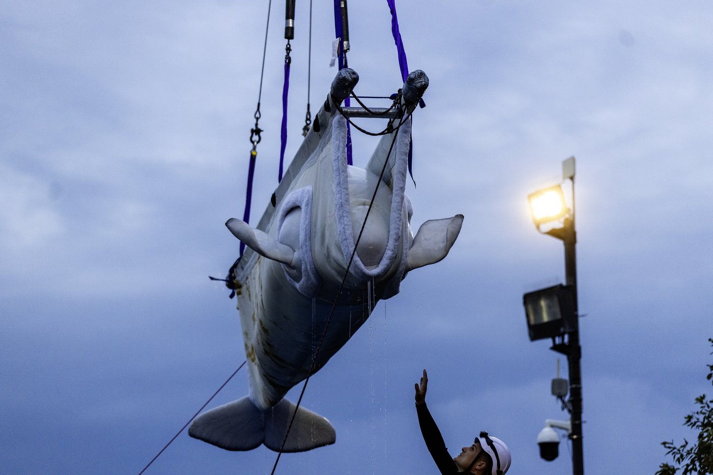 'Bittersweet': Canada's last captive whales leave Marineland for U.S. aquariums | iNFOnews.ca 'Bittersweet': Canada's last captive whales leave Marineland for U.S. aquariums | iNFOnews.ca