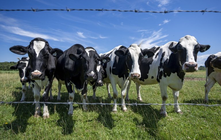 Dairy farmers warn against concessions as U.S. tariff deadline looms | iNFOnews.ca