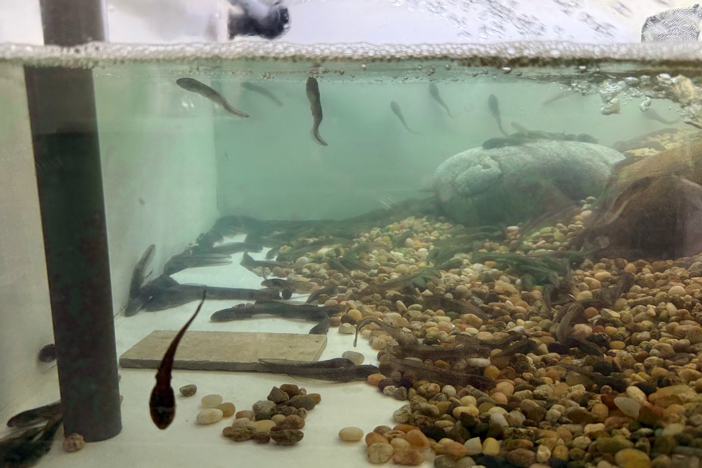 An endangered frog nursery in LA cares for hundreds of tadpoles until they're ready for the wild | iNFOnews.ca