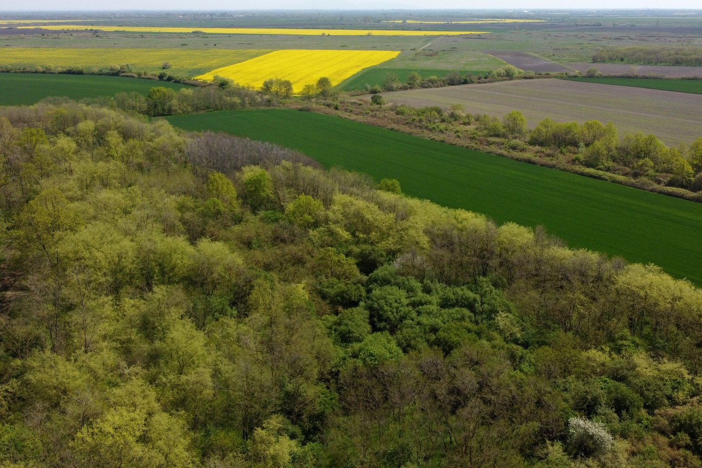 A Serbian bird-watching group uses crowdfunding to buy and preserve a woodland habitat | iNFOnews.ca A Serbian bird-watching group uses crowdfunding to buy and preserve a woodland habitat | iNFOnews.ca