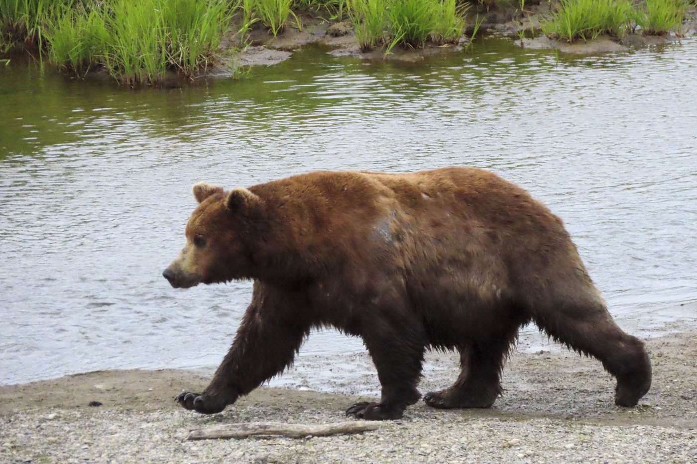 Online voting in Alaska's Fat Bear Week contest starts after an attack killed 1 contestant | iNFOnews.ca