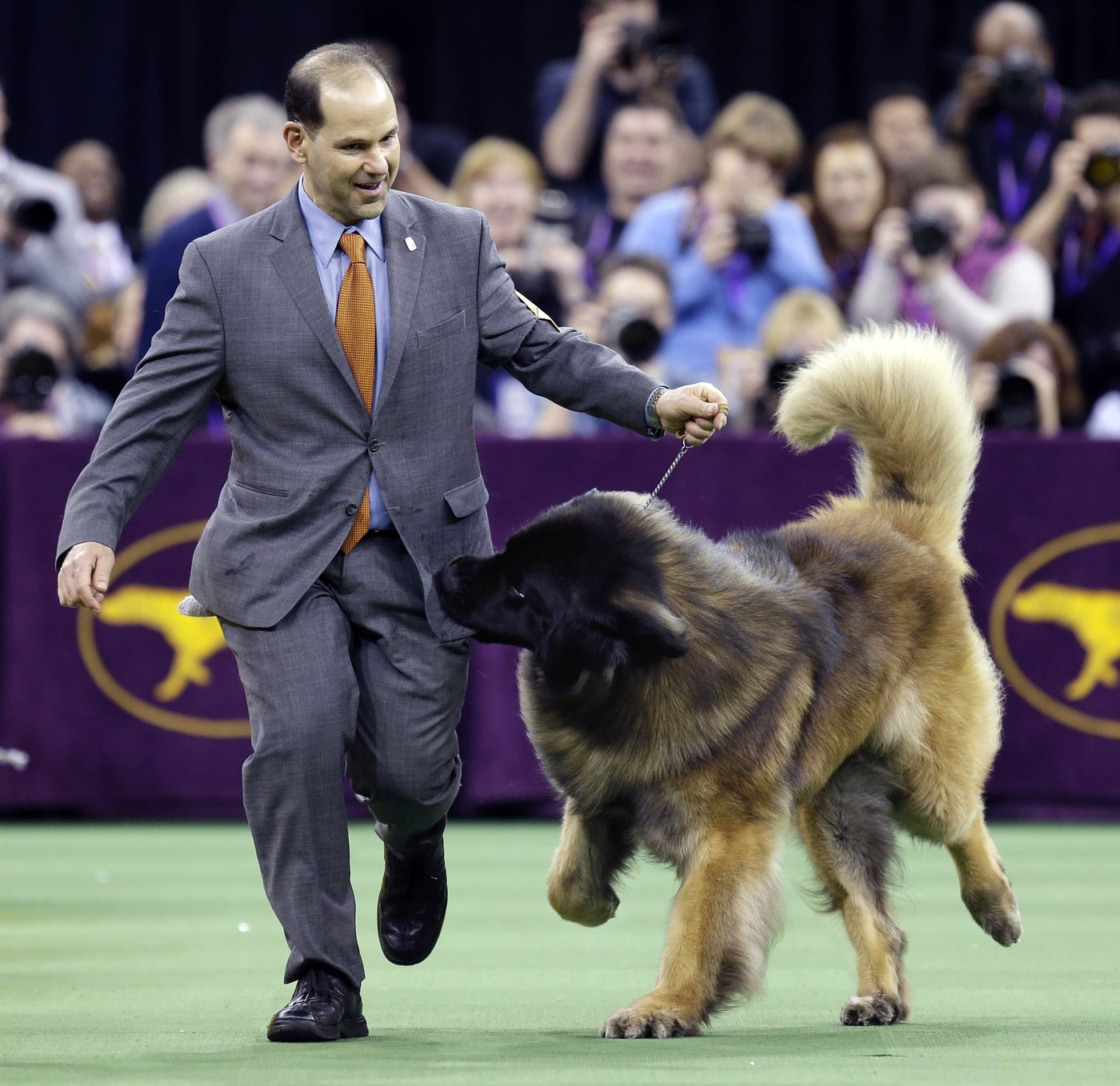 Dog Show 101: What's what at the Westminster Kennel Club | iNFOnews.ca