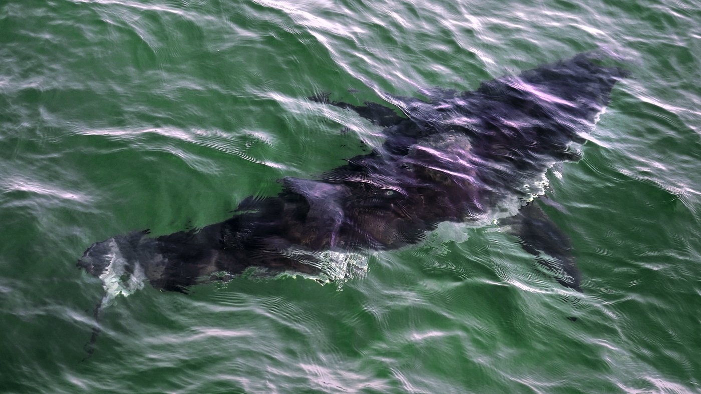 Diver hospitalized after apparent white shark encounter in Quebec | iNFOnews.ca Diver hospitalized after apparent white shark encounter in Quebec | iNFOnews.ca