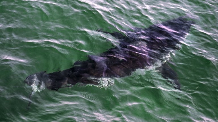 Diver hospitalized after apparent white shark encounter in Quebec | iNFOnews.ca