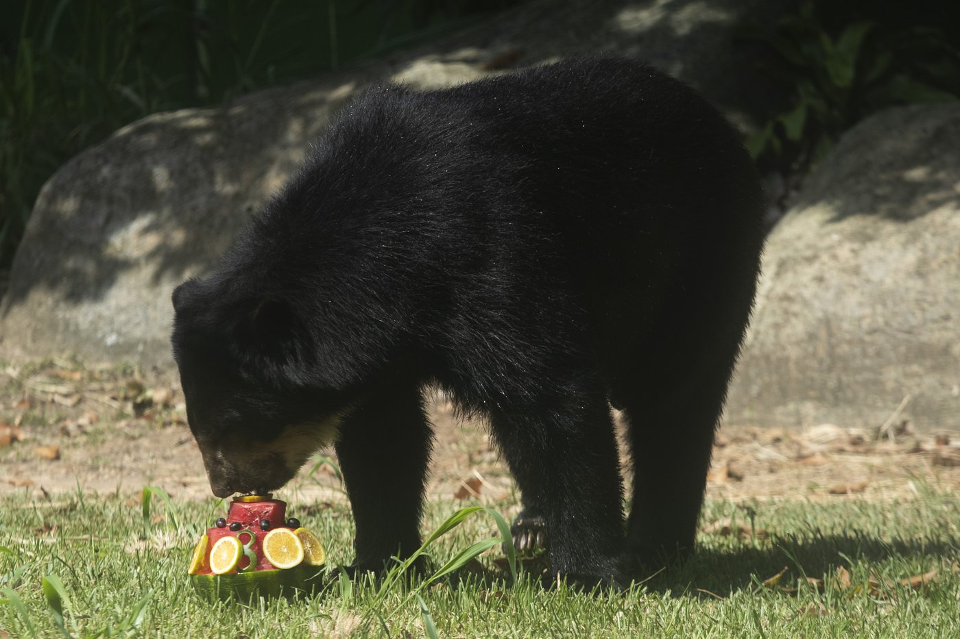 Rio's thirsty zoo animals get icy treats to cool down in Brazil’s stifling summer heat | iNFOnews.ca Rio's thirsty zoo animals get icy treats to cool down in Brazil’s stifling summer heat | iNFOnews.ca