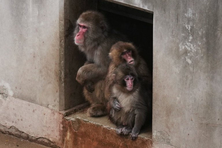 Punch the orphan macaque is outgrowing his plushie and making friends | iNFOnews.ca