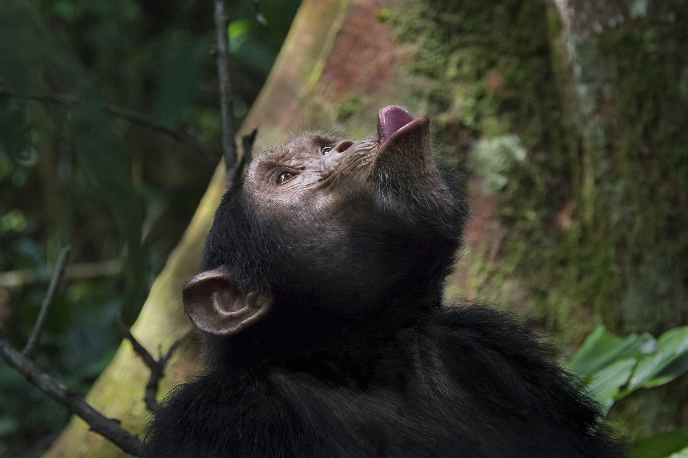 Chimpanzees drum with regular rhythm when they beat on tree trunks, a form of ancient communication | iNFOnews.ca