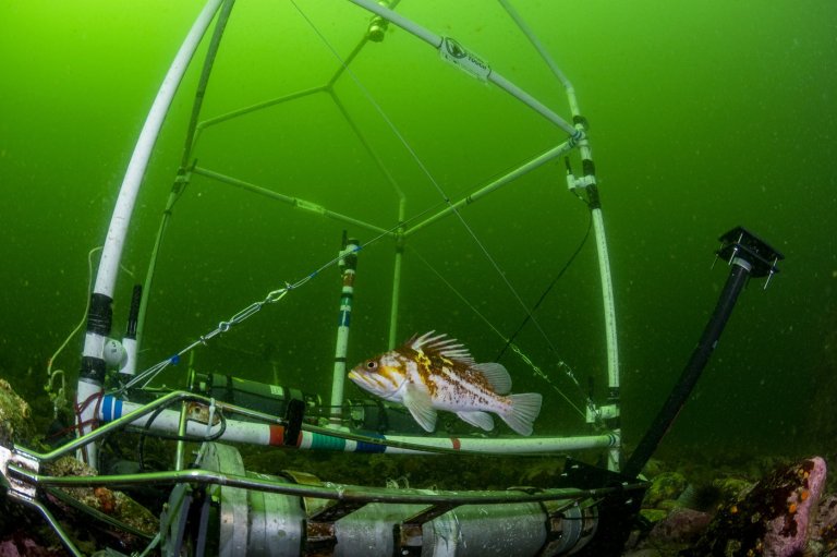 Knock, knock, who's there? B.C. biologists identify unique sounds of 8 fish species | iNFOnews.ca