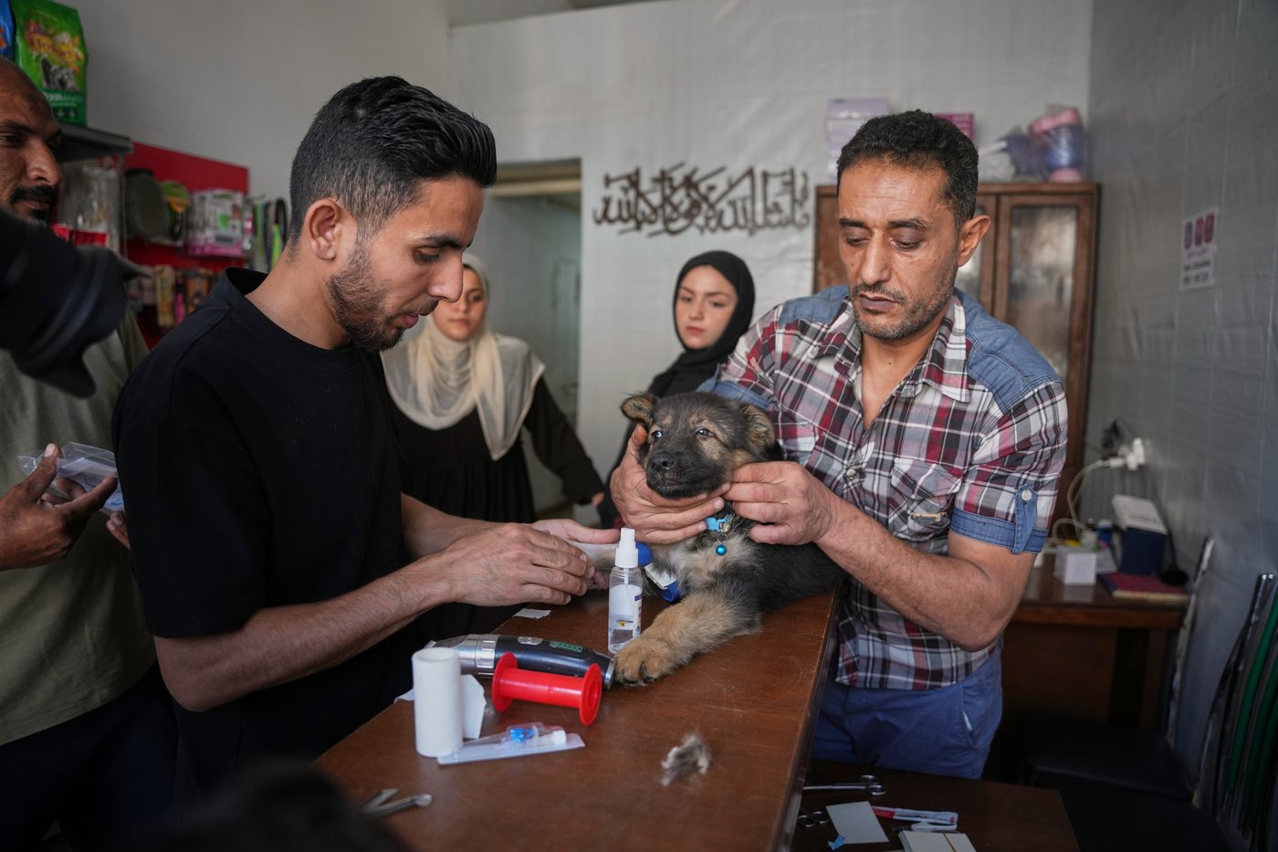 Photos of a rare veterinary clinic still open in war-battered Gaza | iNFOnews.ca
