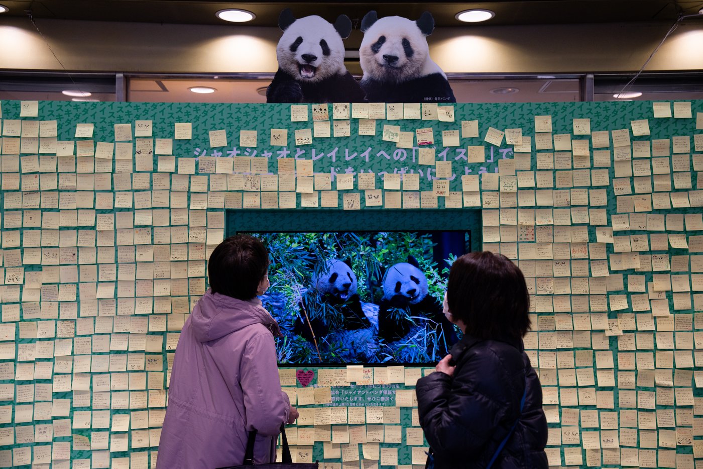Photos shows Japan's love of pandas as twins Xiao Xiao and Lei Lei return to China | iNFOnews.ca