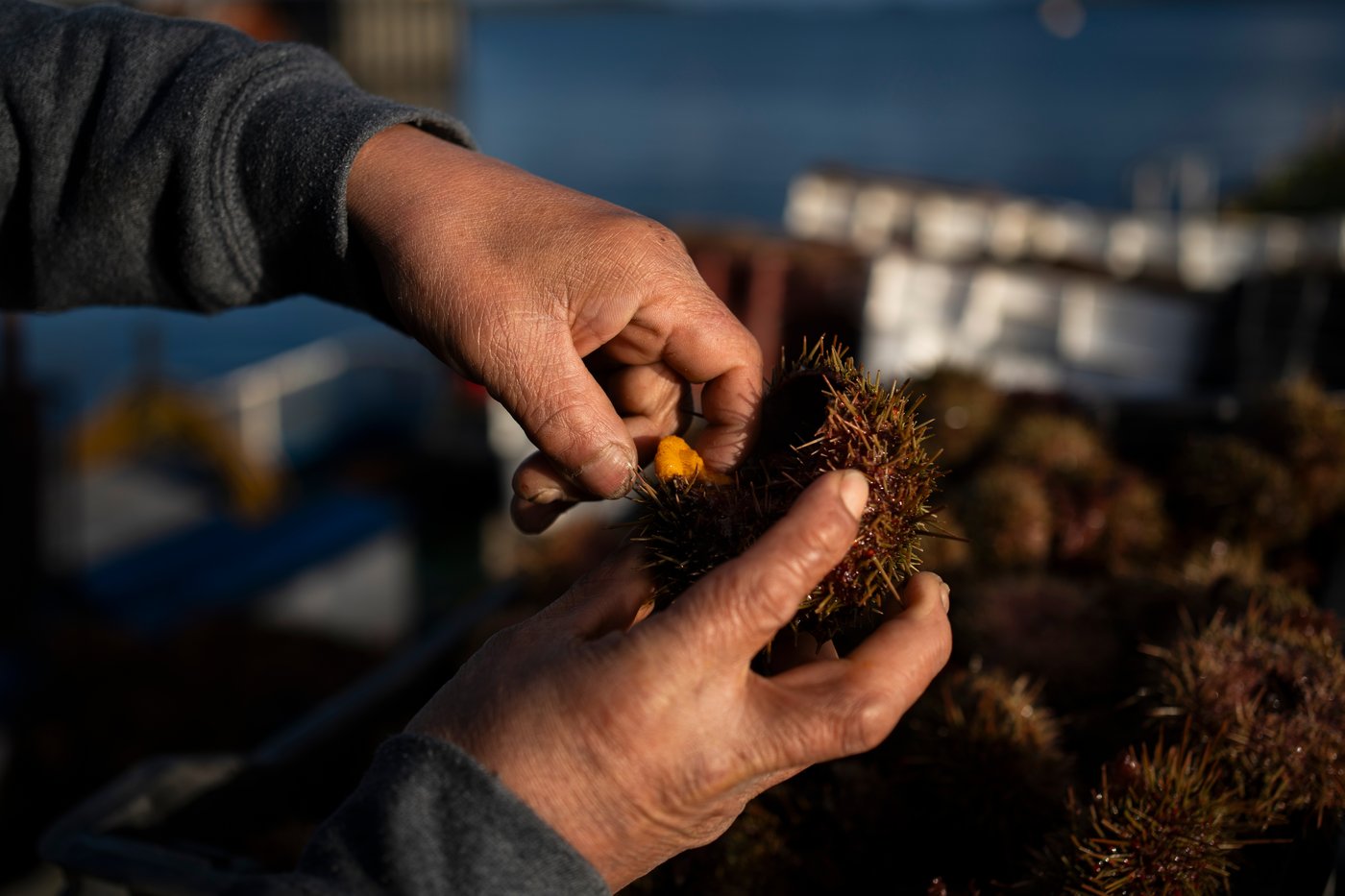 In southern Chile, locals push to protect oceans that have been hurt by intensive salmon farming | iNFOnews.ca In southern Chile, locals push to protect oceans that have been hurt by intensive salmon farming | iNFOnews.ca