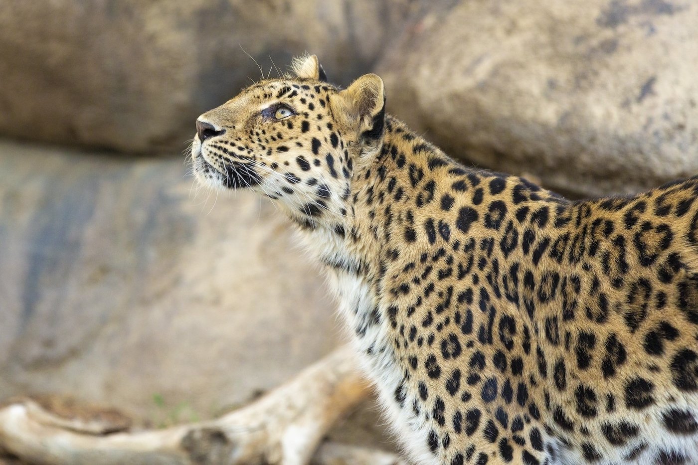 Critically endangered leopard dies at age 21 in California zoo | iNFOnews.ca