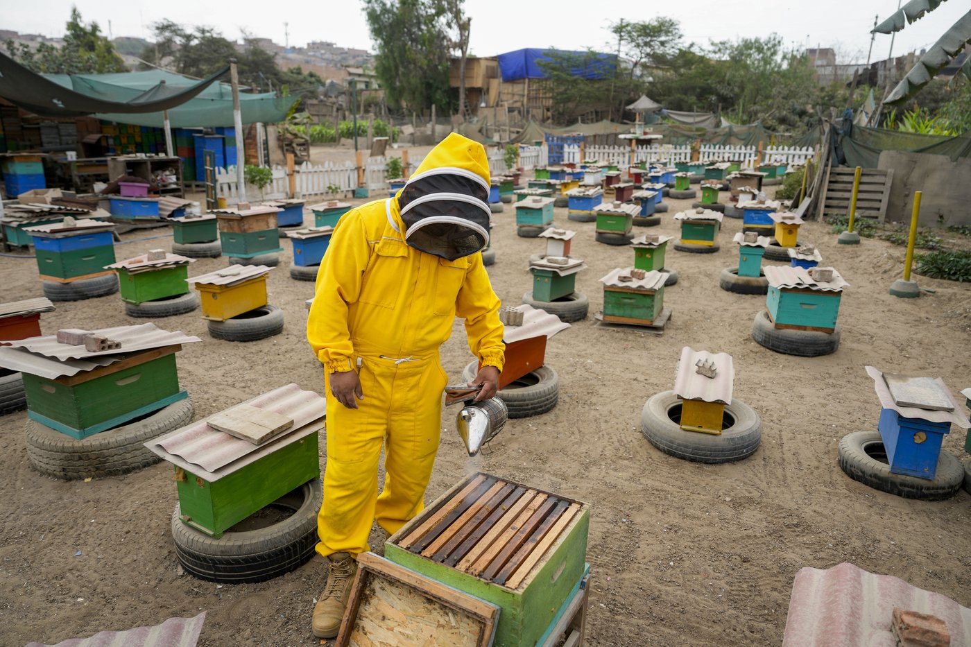 Bee 'rescuer' in Peruvian capital plies his trade with passion, free of charge | iNFOnews.ca