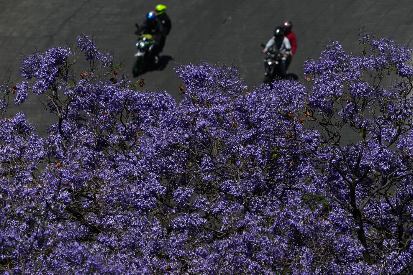 A world in bloom: Spring flowers unfold from Tokyo to Mexico, in photos | iNFOnews.ca