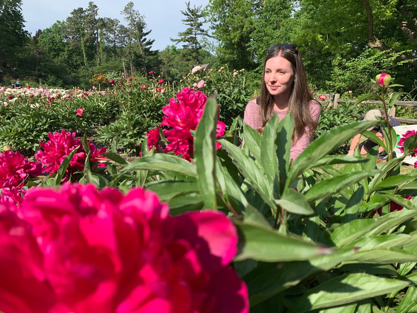 Tens of thousands are making annual peony pilgrimage to University of Michigan's garden | iNFOnews.ca Tens of thousands are making annual peony pilgrimage to University of Michigan's garden | iNFOnews.ca