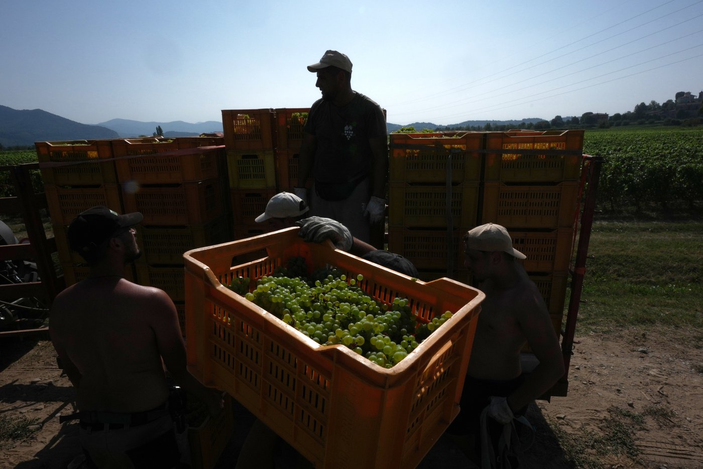 Photos show Italian winemakers harvesting grapes earlier due to extreme heat | iNwine