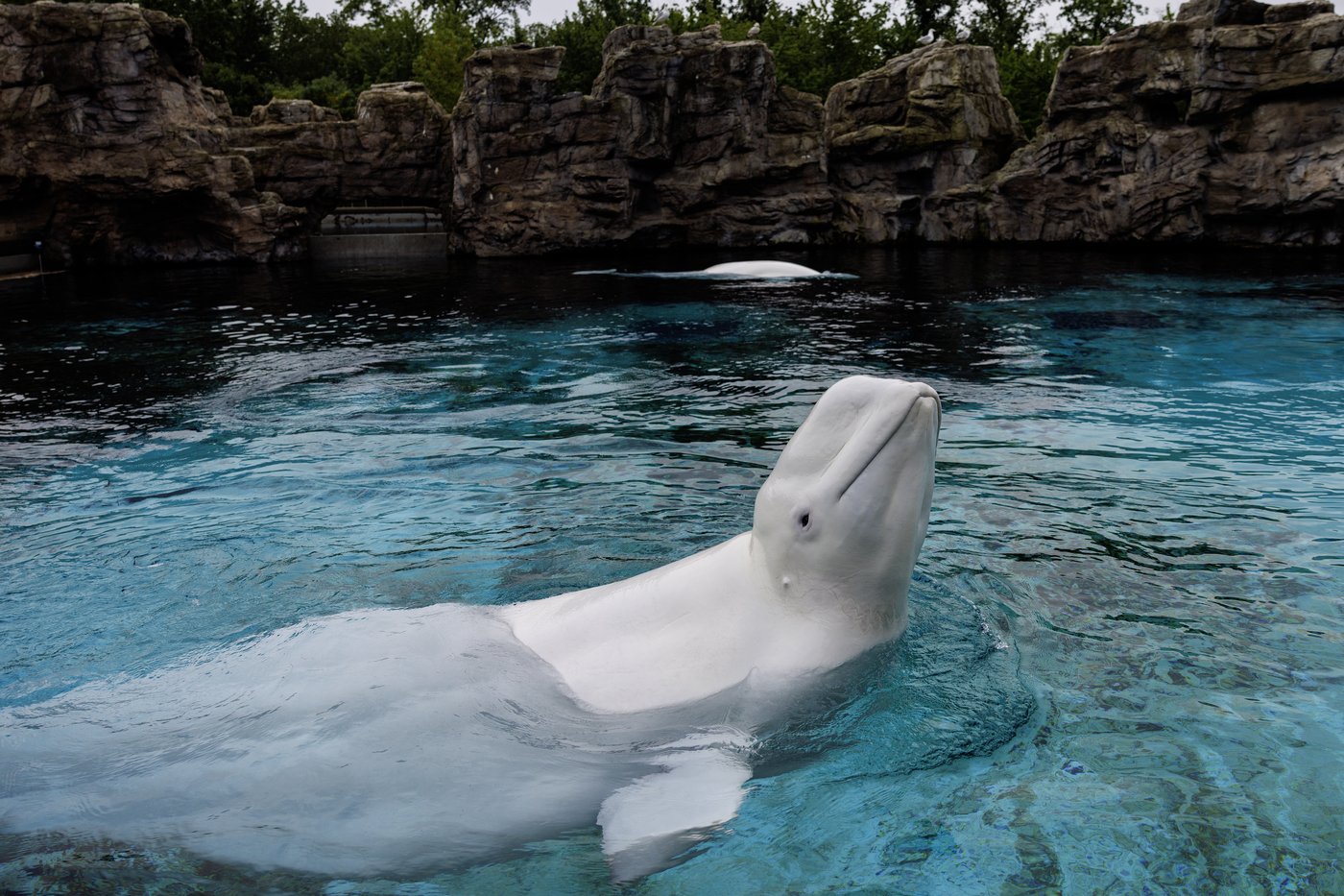 Canada's last captive whales set to leave Marineland for U.S. aquariums | iNFOnews.ca Canada's last captive whales set to leave Marineland for U.S. aquariums | iNFOnews.ca