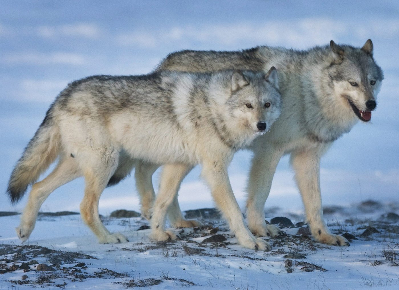 Conservationists eager to see plan to save rare eastern wolf found in Quebec, Ontario | iNFOnews.ca