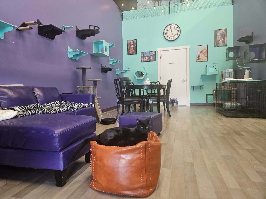 Forgotten felines get second chance at Kamloops' first cat cafe | iNwine