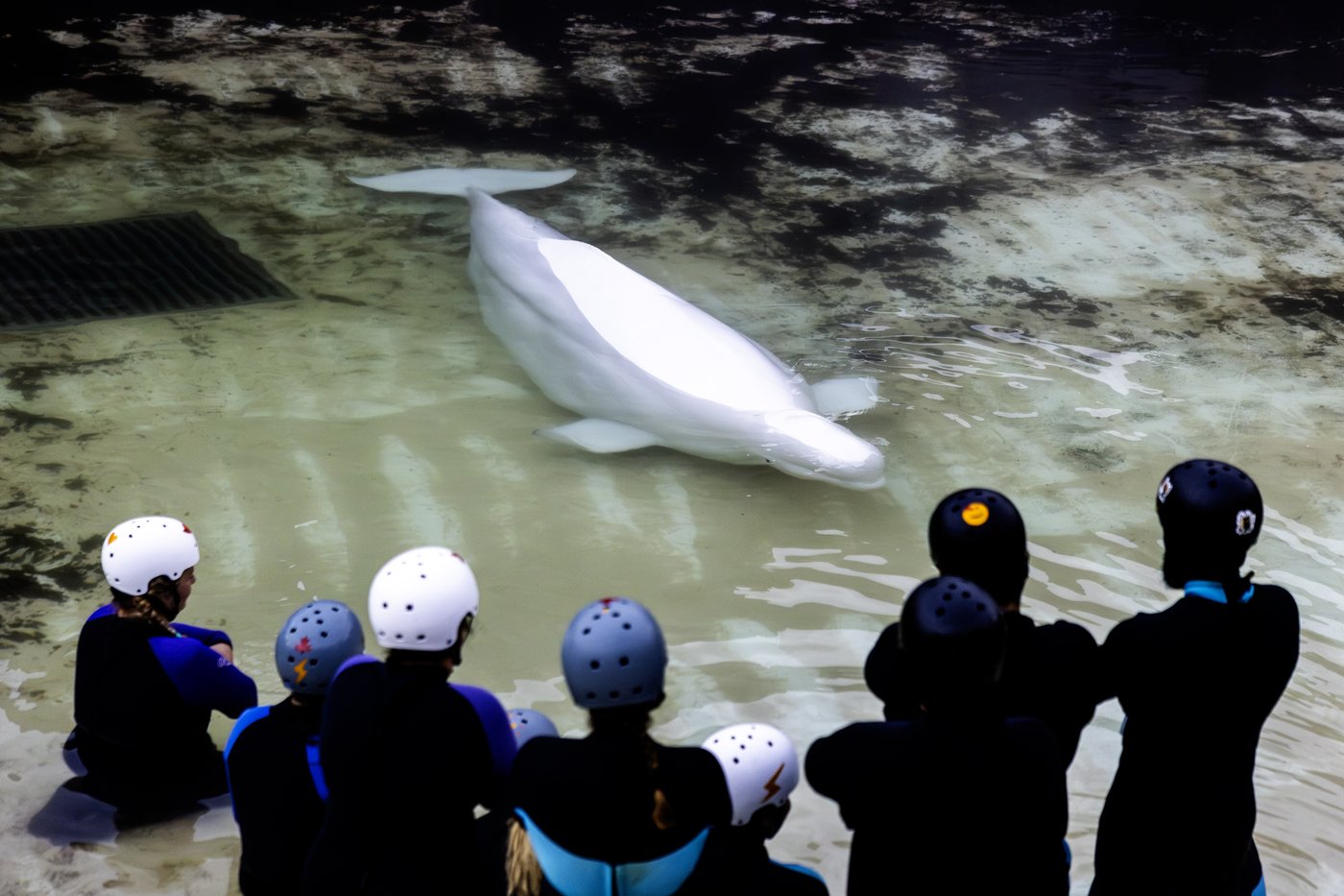 'Bittersweet': Canada's last captive whales leave Marineland for U.S. aquariums | iNFOnews.ca 'Bittersweet': Canada's last captive whales leave Marineland for U.S. aquariums | iNFOnews.ca