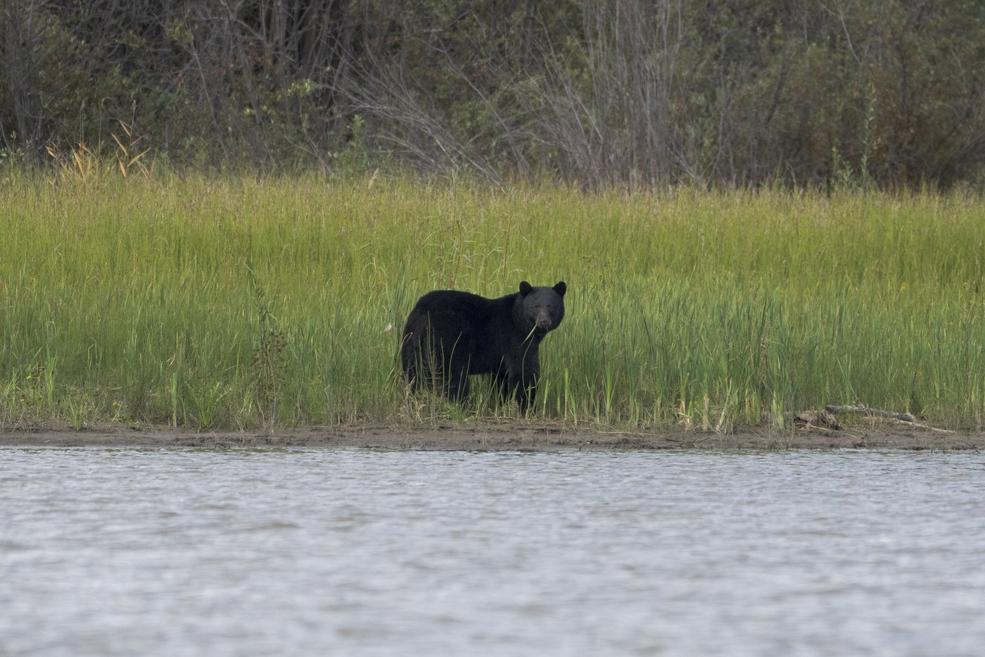 Conservation officers confirm bear shot by RCMP mauled child in Maple Ridge | iNFOnews.ca