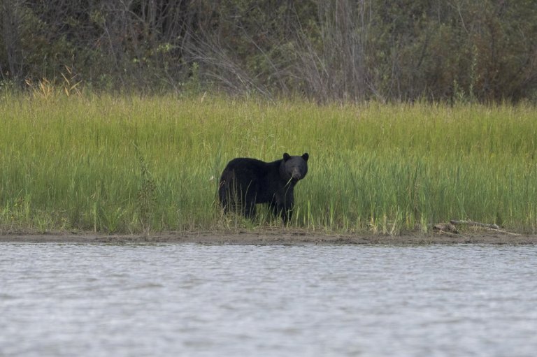 Conservation officers confirm bear shot by RCMP mauled child in Maple Ridge | iNFOnews.ca