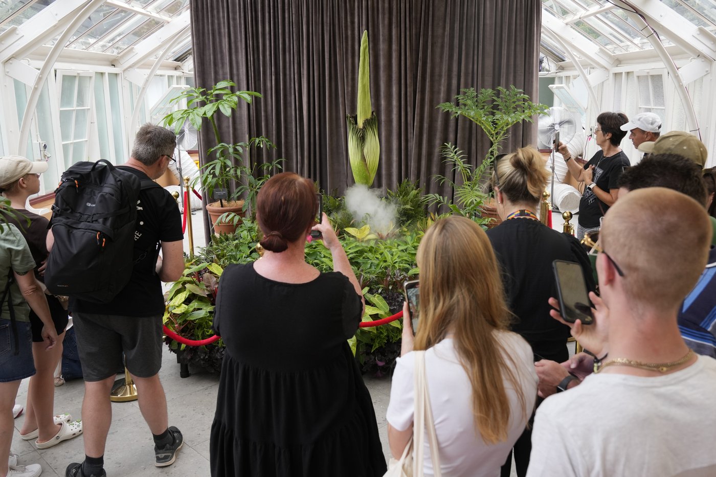 Australia holds its nose for its 3rd rancid bloom of a rare corpse plant in 3 months | iNFOnews.ca Australia holds its nose for its 3rd rancid bloom of a rare corpse plant in 3 months | iNFOnews.ca