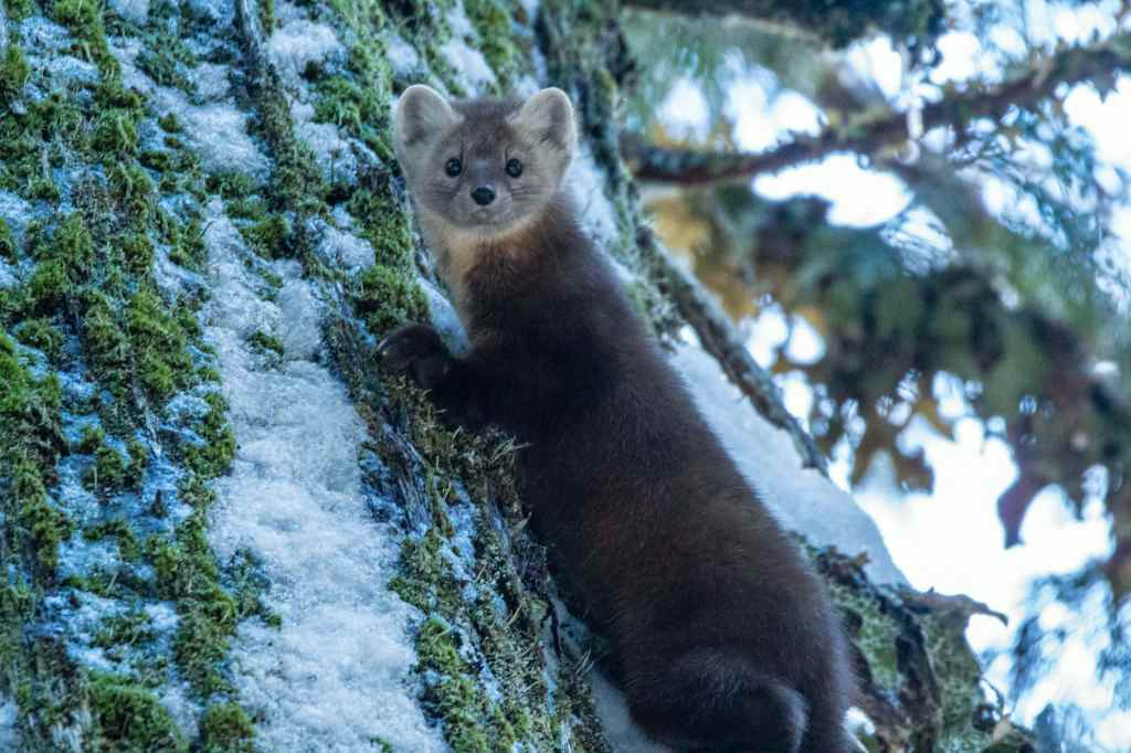 iN PHOTOS: Elusive pine marten caught on camera in North Okanagan forest | iNFOnews.ca