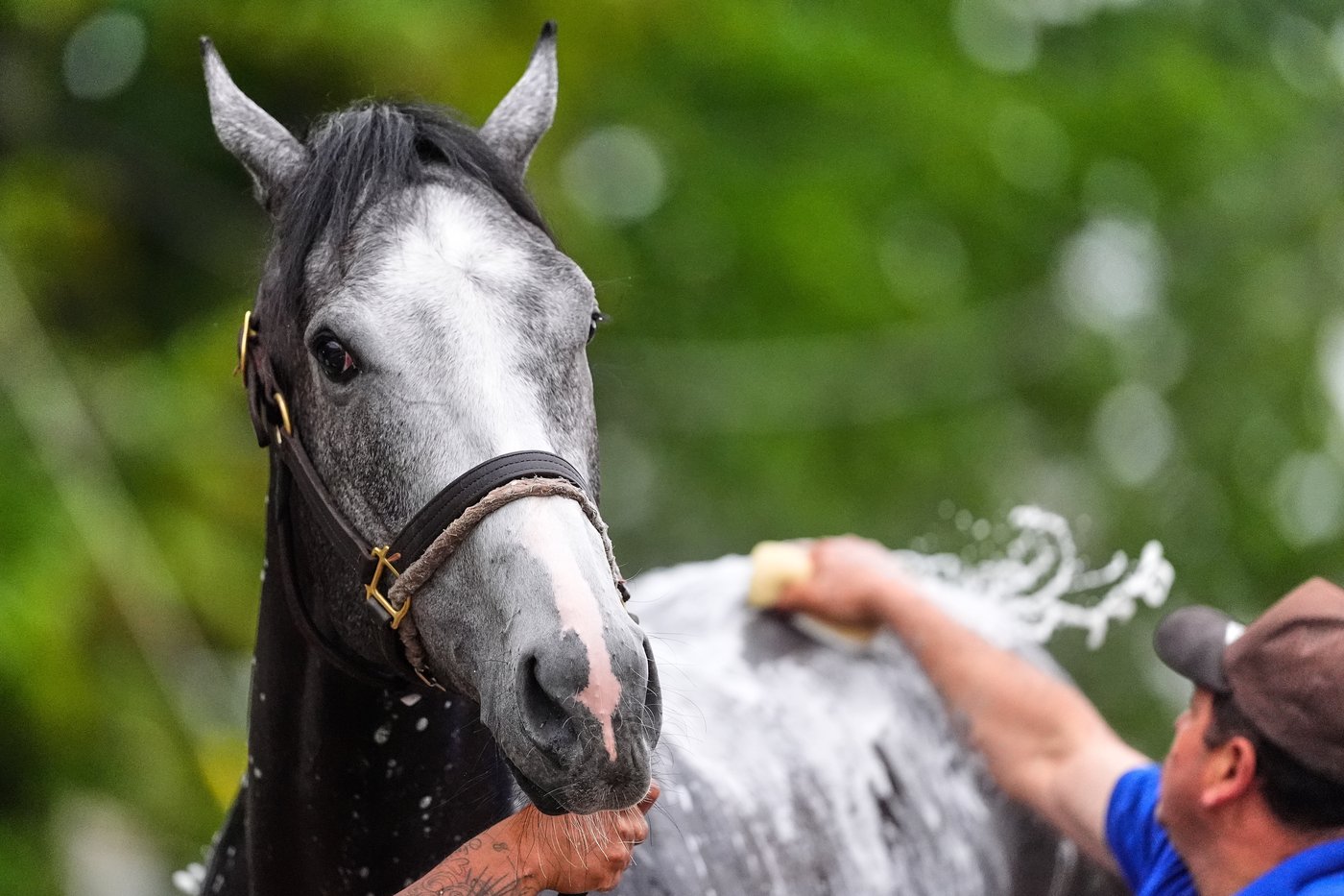 Great White is fine after throwing his jockey and getting scratched late from the Kentucky Derby | iNFOnews.ca
