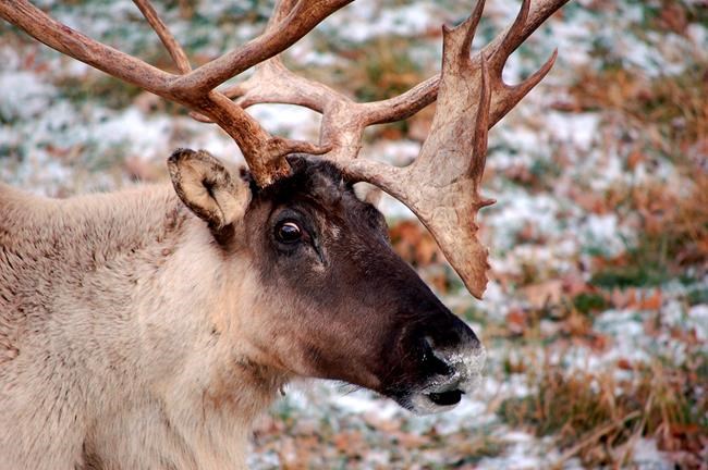 Correction: Last Caribou story | iNFOnews.ca