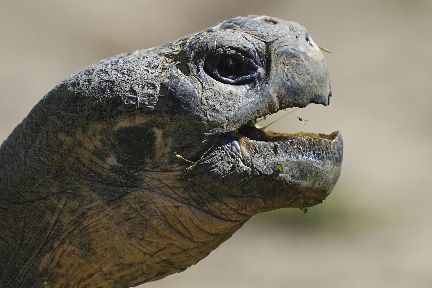PHOTO COLLECTION: Animals Around the World | iNFOnews.ca PHOTO COLLECTION: Animals Around the World | iNFOnews.ca