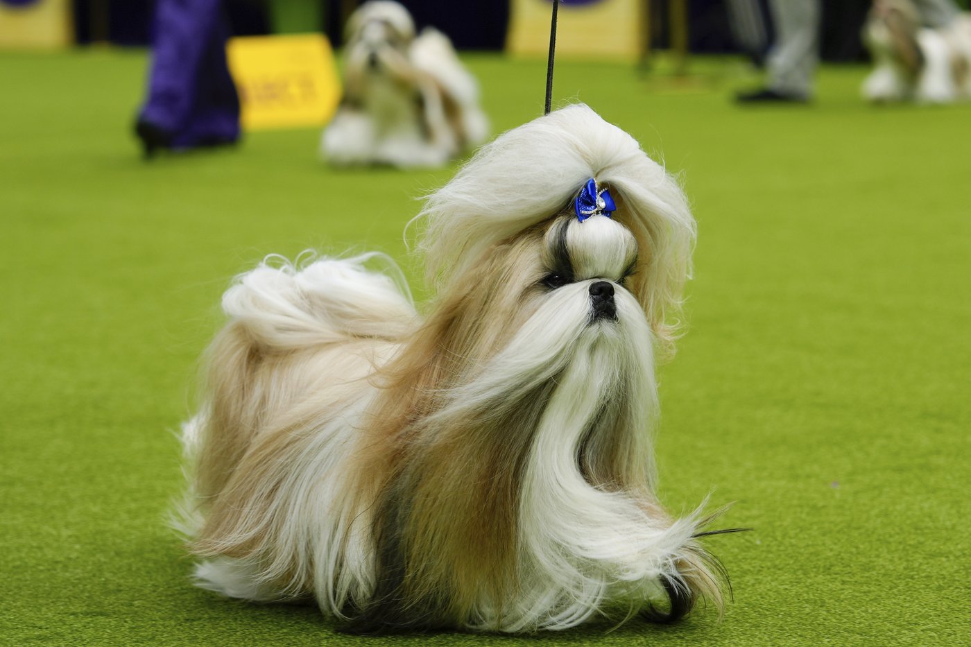 Dog Show 101: What's what at the Westminster Kennel Club | iNFOnews.ca