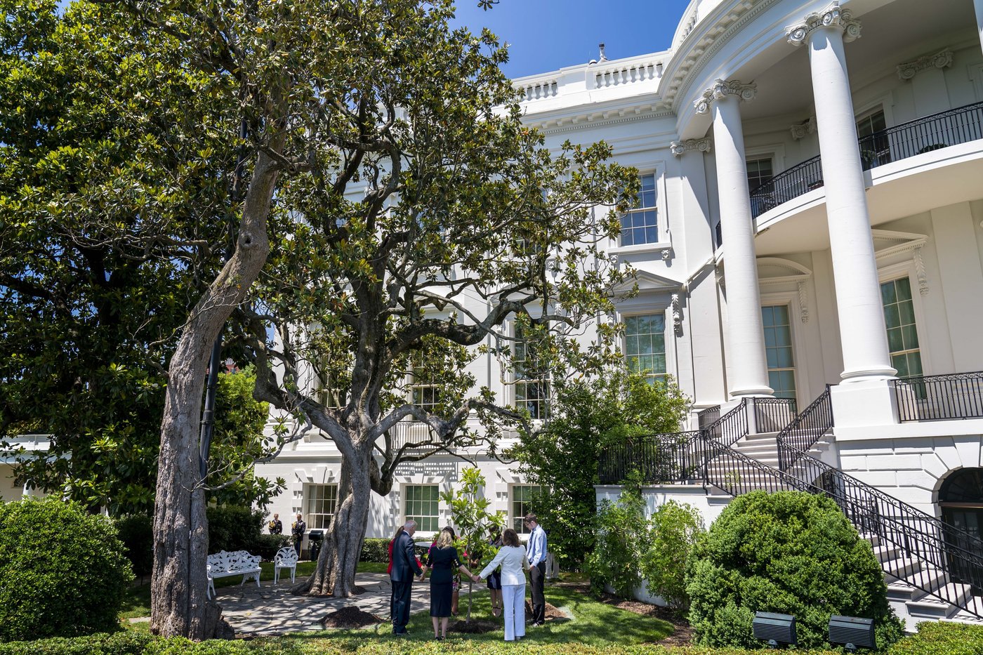 Trump helps plant replacement for a historic White House tree that was removed over safety concerns | iNFOnews.ca