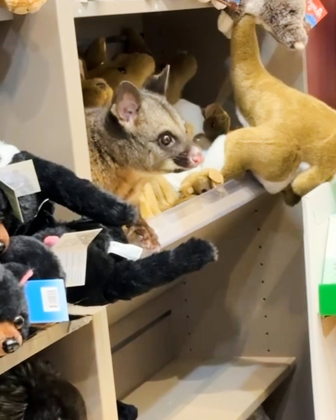 A real possum appears among plush toy animals in Australian airport gift shop | iNFOnews.ca A real possum appears among plush toy animals in Australian airport gift shop | iNFOnews.ca