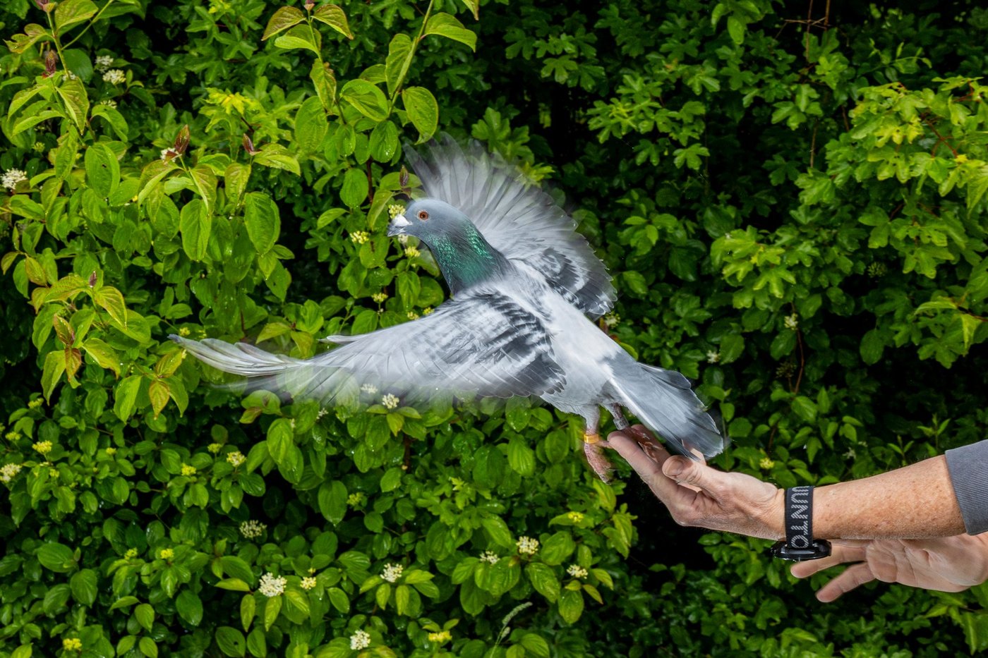 Pigeons may be navigating with their liver, study suggests | iNFOnews.ca