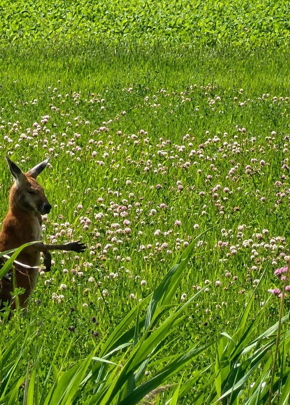 Quebec zoo says red kangaroo doing well after capture on Montreal's South Shore | iNFOnews.ca