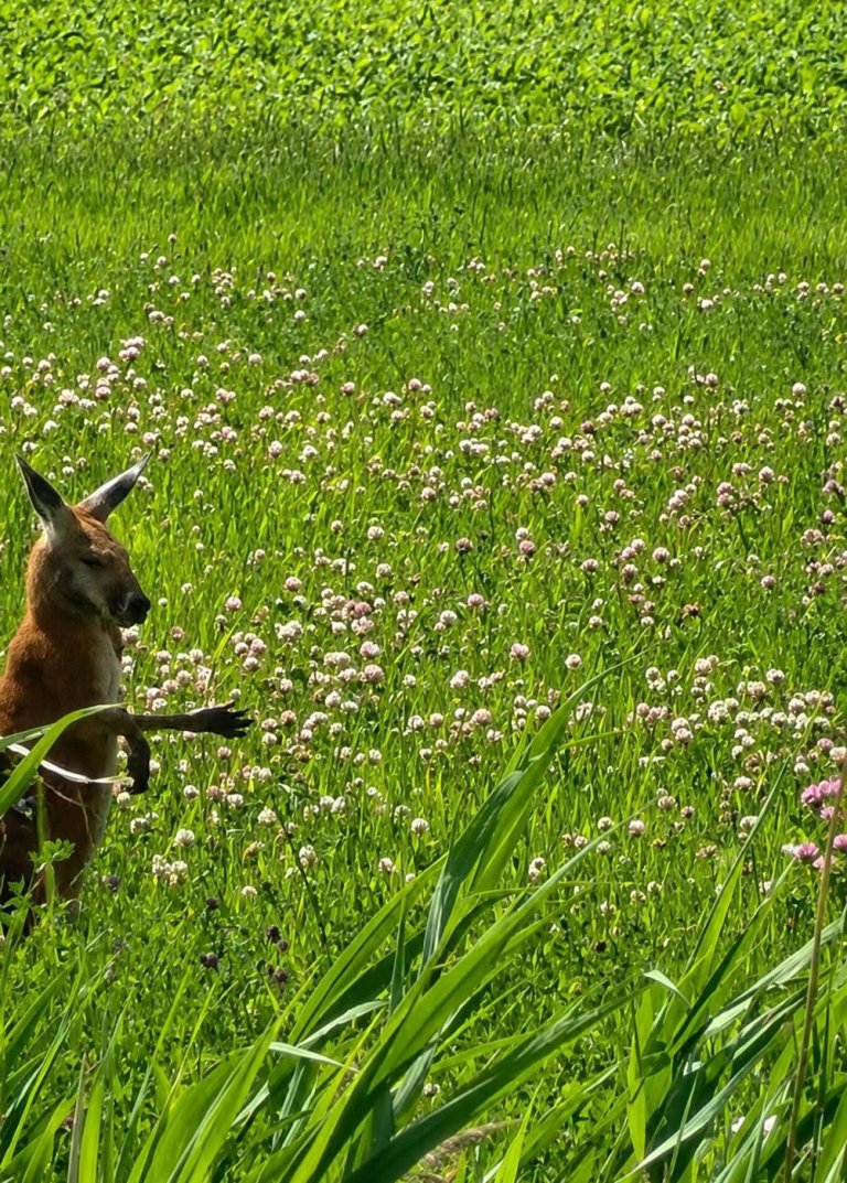 Marsupial has been on the loose on Montreal's South Shore for days | iNFOnews.ca