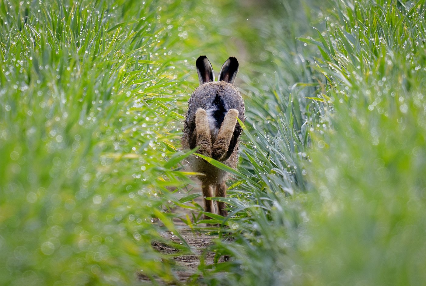 PHOTO COLLECTION: Climate Environment Germany Nature | iNFOnews.ca