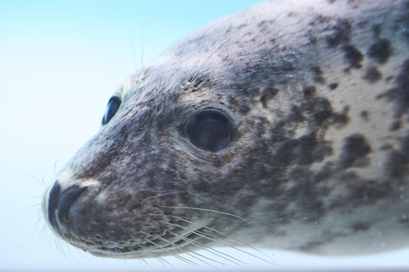 Injured seals get care and sanctuary at a new center in the Netherlands | iNFOnews.ca