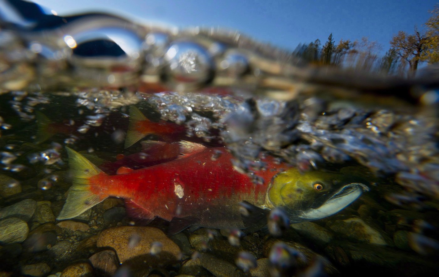 Urban salmon return to Metro Vancouver streams to spawn and inspire recovery efforts | iNFOnews.ca Urban salmon return to Metro Vancouver streams to spawn and inspire recovery efforts | iNFOnews.ca
