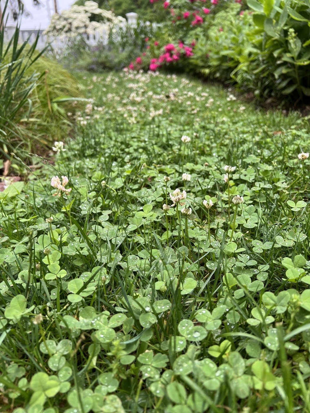 Adding mini clover to grass seed creates a green, hardy, drought-tolerant lawn | iNFOnews.ca Adding mini clover to grass seed creates a green, hardy, drought-tolerant lawn | iNFOnews.ca