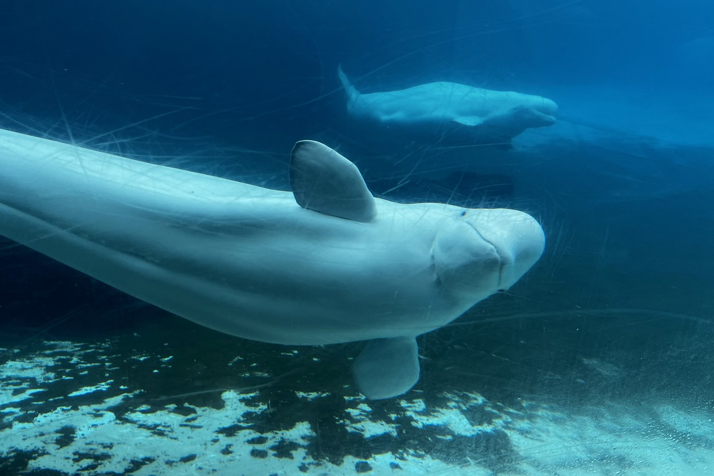 U.S. approves 'emergency rescue' plan to import Marineland's whales and dolphins | iNFOnews.ca