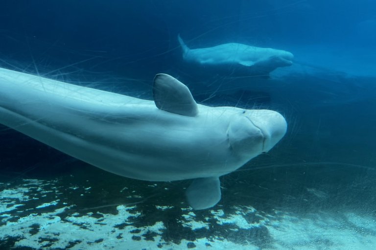 U.S. approves 'emergency rescue' plan to import Marineland's whales and dolphins | iNFOnews.ca