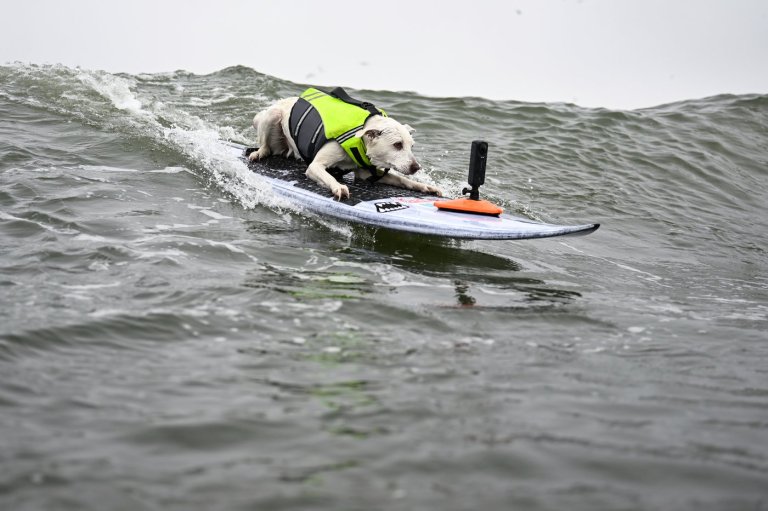 Sugar The Surfing Dog, the first canine inducted into the Surfer’s Hall of Fame, dies | iNFOnews.ca