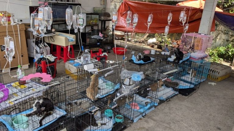 Police rescue hundreds of cats from being eaten in Vietnam with bust of major animal theft ring | iNFOnews.ca