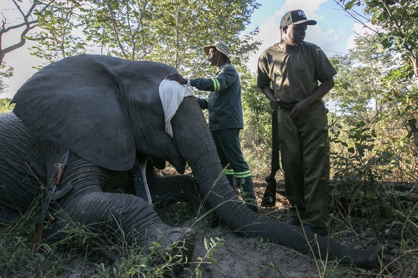 Zimbabwe is full of elephants and conflict with villagers is growing. A new approach hopes to help | iNFOnews.ca Zimbabwe is full of elephants and conflict with villagers is growing. A new approach hopes to help | iNFOnews.ca