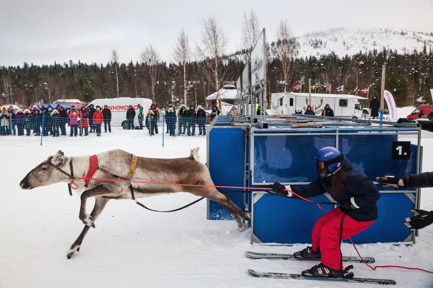 Photos show Salla Porocup reindeer sprint racing event in Finland | iNFOnews.ca