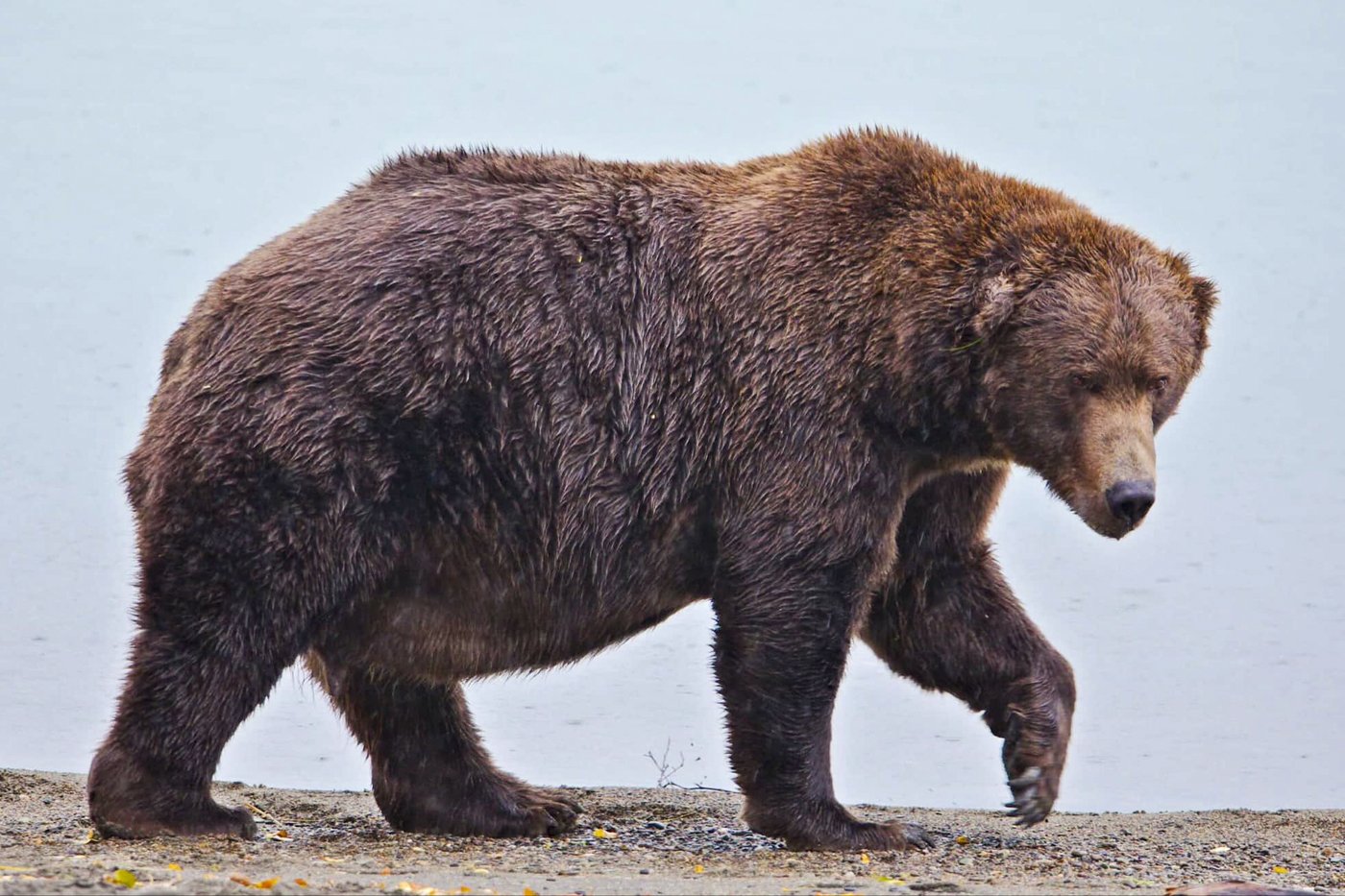 Online voting in Alaska's Fat Bear Week contest starts after an attack killed 1 contestant | iNFOnews.ca