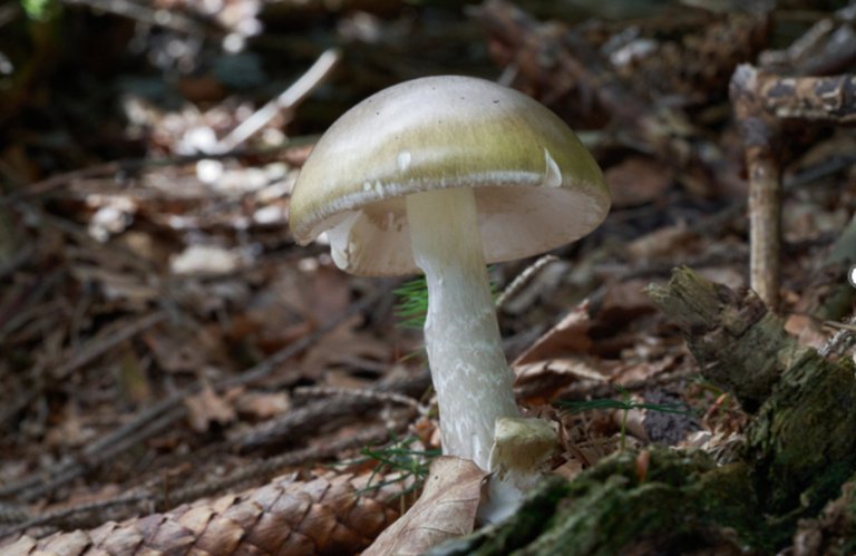 California officials warn against foraging wild mushrooms after deadly poisoning outbreak | iNFOnews.ca