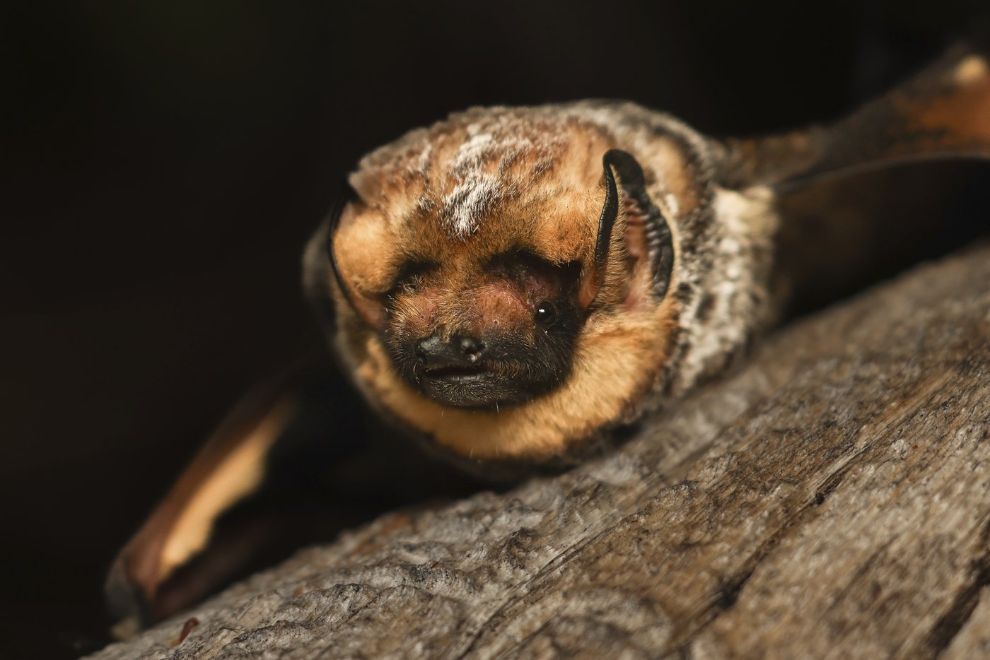 It's almost Halloween. That means it's time for a bat beauty contest | iNFOnews.ca